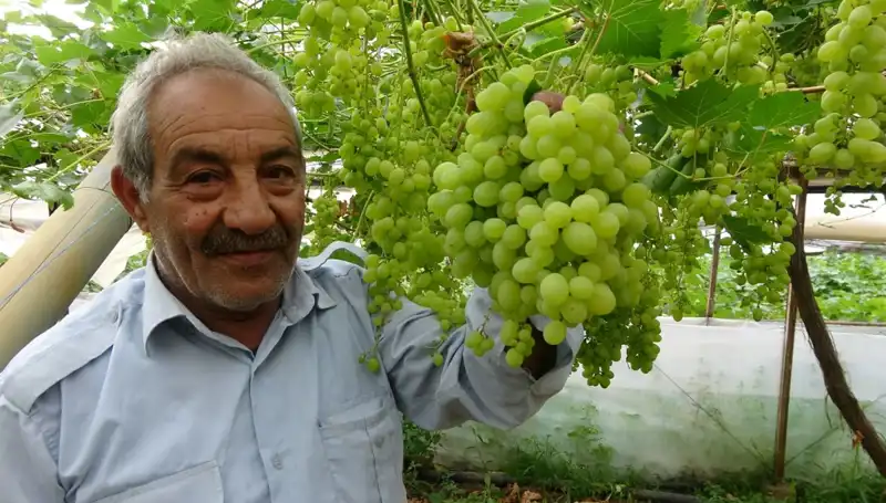 Zirai Don Olayları Meyve Fiyatlarını Çökertiyor: İlk Ürünler 250 TL'den Satılıyor!
