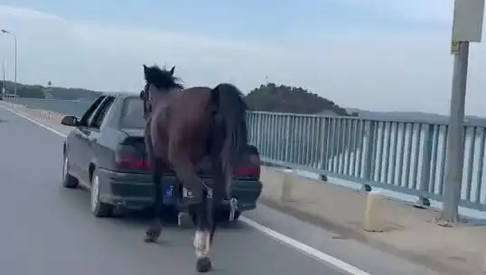 Adana'da Ata Eziyet Olayı: İki Kişi Tutuklandı, Soruşturma Derinleşiyor!