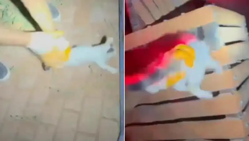 Gece Yarısı Kedi Kurtarma Operasyonu: İtfaiyenin Kahramanlığı