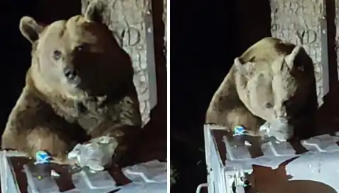 Uludağ'da Aç Kalan Ayı, Evlerin Arasına Neden Girdi?