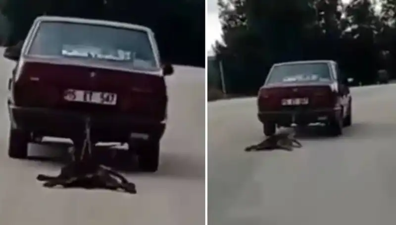 Otomobilin Arkasında Sürüklenen Köpek: Bir Kaza mı, Yoksa Dikkatsizlik mi?