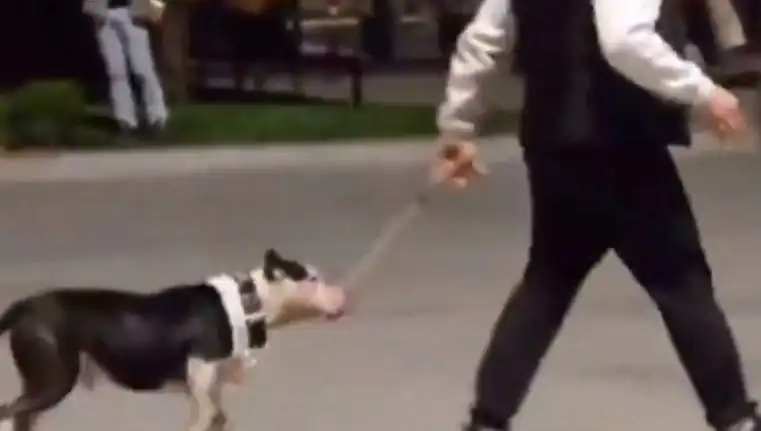 Ağızlıksız Pitbull Vakası: Köpek Saldırısı ve Sahibine Verilen Para Cezası