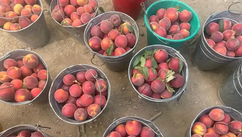 Hasat Sezonu Başladı: Çiftçilerin Yüzleri Güldü, Fiyatlar Rekor Kırdı!