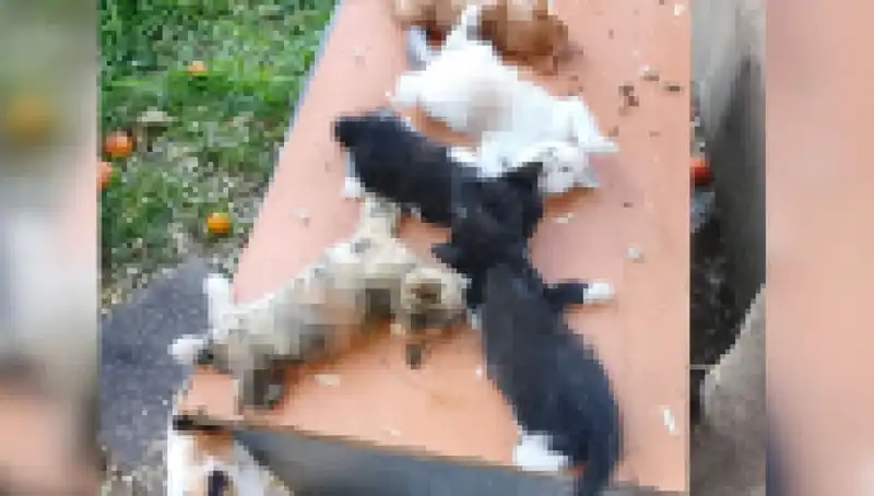 Bursa'da Yavru Kedi Katliamı: Sekiz Masum Hayvanın Korkunç Ölümü