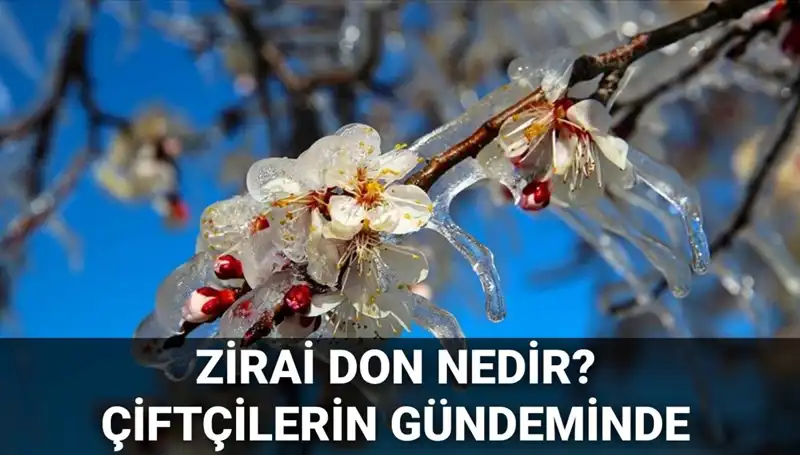 Zirai Donun Etkileri: Çiftçiler Ne Yapacak? Hangi İllerde Görüldü?