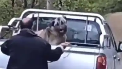 Trabzon'da Tüyler Ürperten Bir Olay: Köpeği Halatla Döven Şahıs