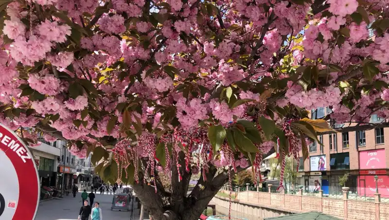Süs Erik Ağaçları Bu Yıl Martenitsa ile Şenleniyor: Geleneklerin Yeniden Doğuşu