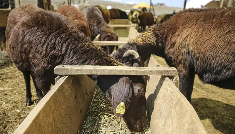 Şap Hastalığı İle Mücadelede Hayvan Pazarı Kapatıldı: Nedenleri ve Etkileri