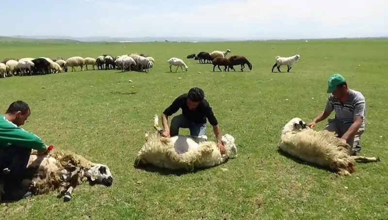 3 Bin 370 Rakımda Koyun Kırkmanın Sırları ve Zorlukları