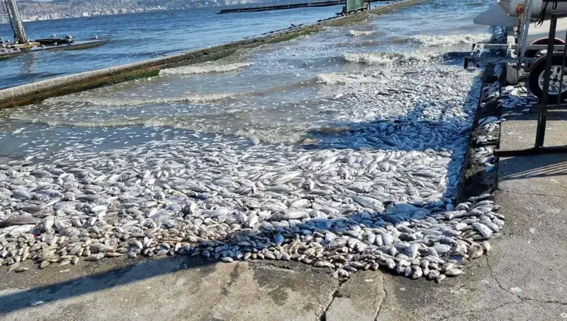 İzmir Körfezi’nde Ekolojik Dönüşüm: Sürdürülebilir Bir Gelecek İçin Yeni Projeler