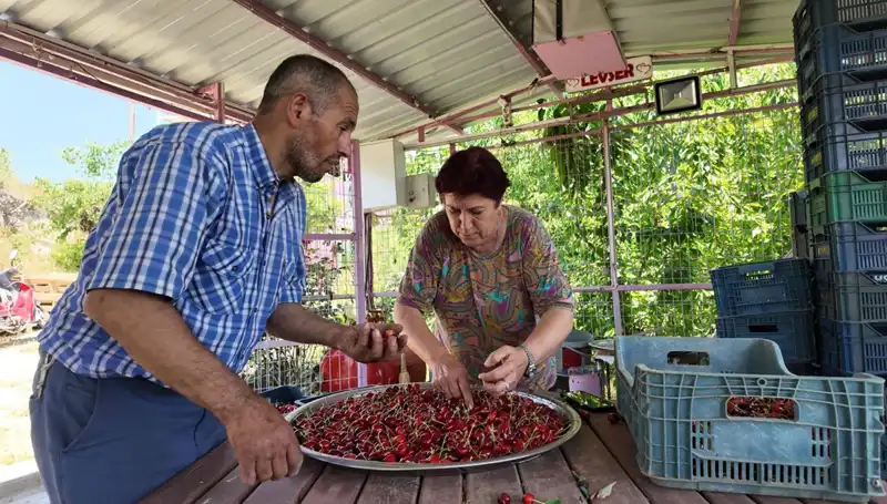 Günlük 900 Lira Kazanan Çiftçiler: Hasat Zamanı ve Gelirleri