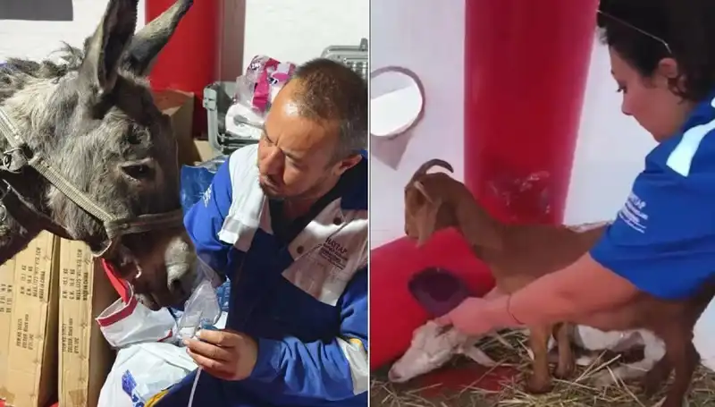 Yangınla Savaşan Eşeklere Oksijen Maskesi Uygulaması: Hayat Kurtaran Yenilik