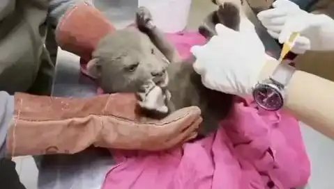 Karabük Ormanında Yavrusu Bulunan Bozayı: Doğanın Gizemli Yaratıkları