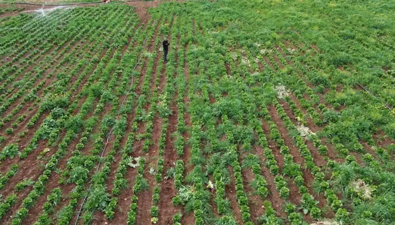 Kuraklık Marul Hasadını Tehdit Ediyor: Çiftçiler Tedirgin