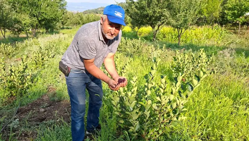 3 Yıl Önce Ektiği Ağaçlar, Bu Yıl 200 Lira Kilo ile Meyve Verdi