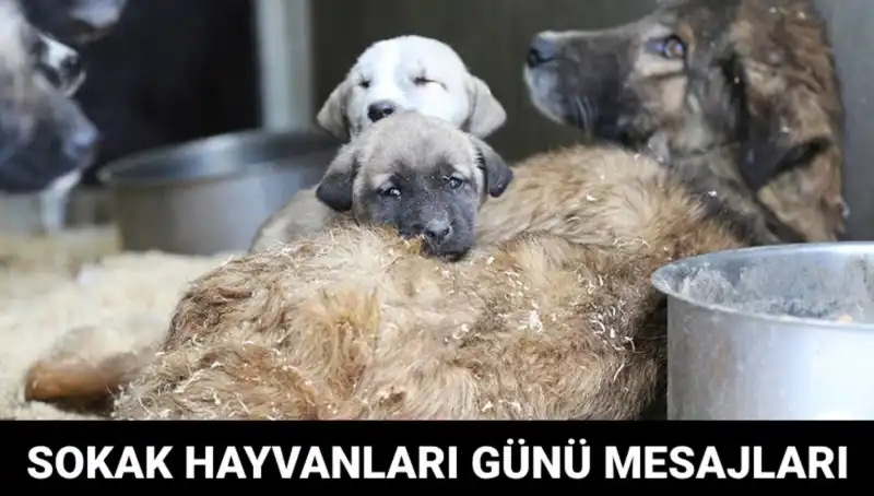 Dünya Sokak Hayvanları Günü: Toplumun Duyarsızlığına Dikkat Çekiyor
