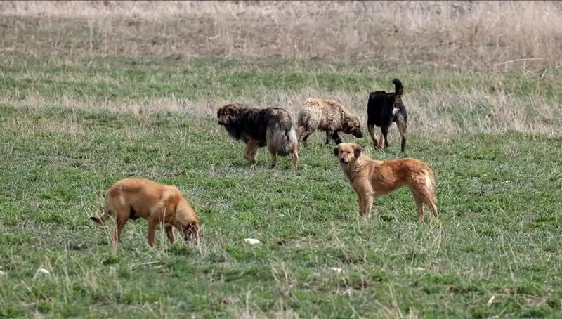 Ankara'daki Sahipsiz Köpek Kararı: Barınaklar İçin Büyük Yükümlülükler Mi Geliyor?