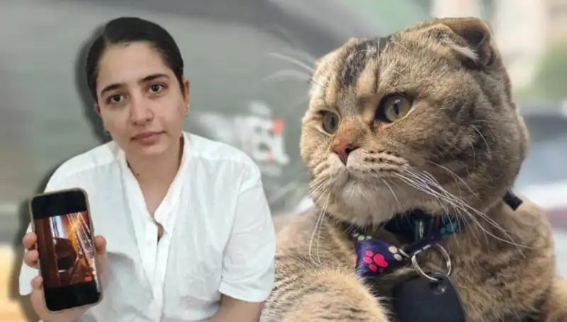Evliliğin Fırtınası: Kedi Yüzünden Boşanma Riski Başladı