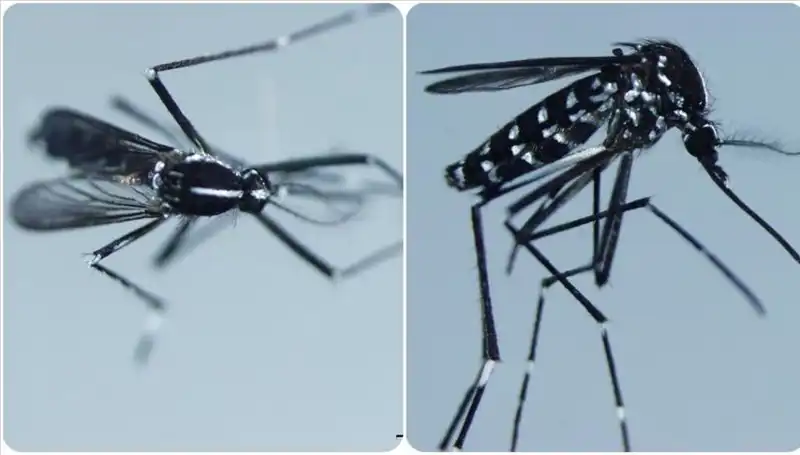 Chikungunya Virüsü: Belirtileri ve DÜNYA Genelinde Yayılımı