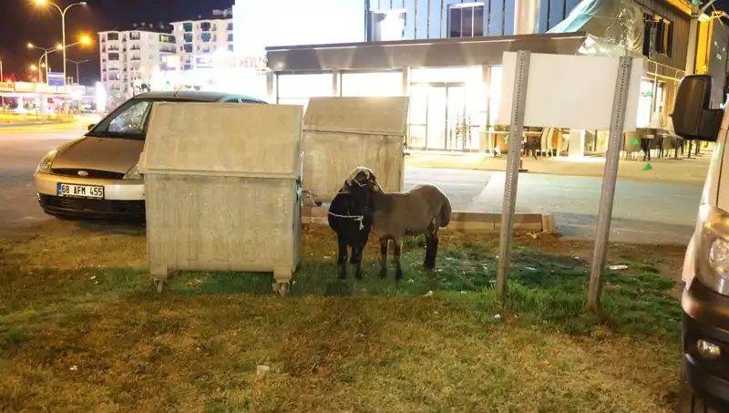 Yola Düşen "Mor Karaman" Irkı Koyunlar Nasıl Kaderine Terk Edildi?