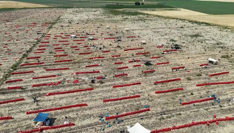 40 Derece Sıcaklıkta Tarlada Zor Koşullar ve Düşen Fiyatlar