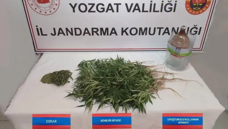 Yozgat'ta 40 Kök Kenevir Ele Geçirildi: Yasal Süreç Başladı!