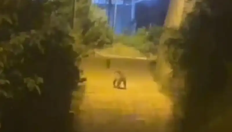 Gümüşhane Şehir Merkezine İnen Ayı, Vatandaşları Hayrete Düşürdü