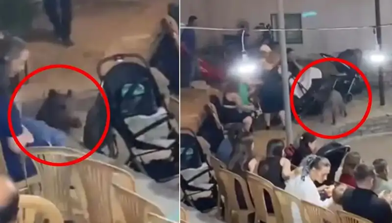 Düğün Töreninde Yaban Domuzu Paniği: Konuklar Ne yaptı?