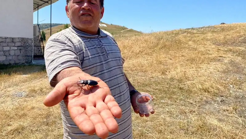 Sivas’ta Ortaya Çıkan Böceğin Cezası Şaşırtıyor: 557 Bin TL!