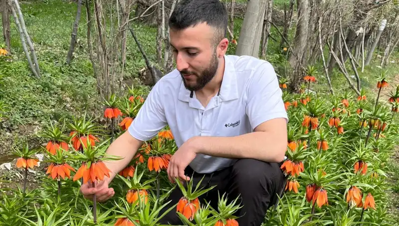 Ağlayan Gelin: 244 Bin Lira Ceza ile Korunan Nadir Çiçek