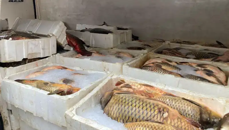 Kaçak Balık Avına Yakalananlar Şok Ceza İle Yüz Yüze Geliyor!