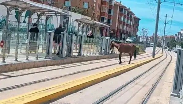 Eskişehir Tramvay Raylarında Baş Açıkta Gezen At Şaşkınlığı