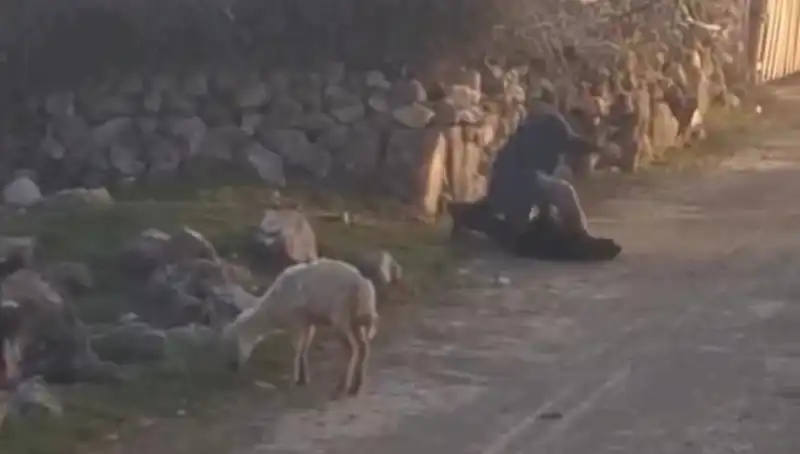 Koyuna İşkence Yapan Şahsın Gözaltına Alınması ve İlgili Tartışmalar