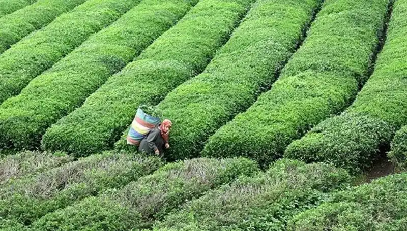 ÇAYKUR, Bayramda da Yaş Çay Alımına Devam Ediyor!