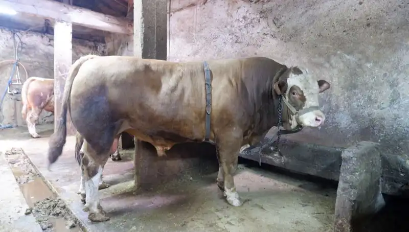 1 Ton 200 Kilo Ağırlığında Eşsiz Esrarengiz Ürün, Rekor Fiyatla Satıldı!