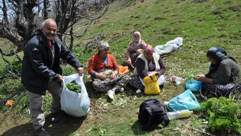 Yüzlerce Ailenin Geçim Kaynağı: Yürüyerek Toplanan Doğal Ürünler