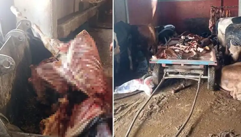 Adana'da Skandal: 2,5 Ton At Eti Ve 4 Canlı At Kurtarıldı