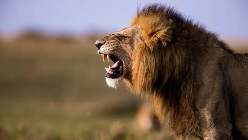 Yetim Bırakan Korkunç Aslan Saldırısı: 14 Yaşındaki Kızın Son Anları