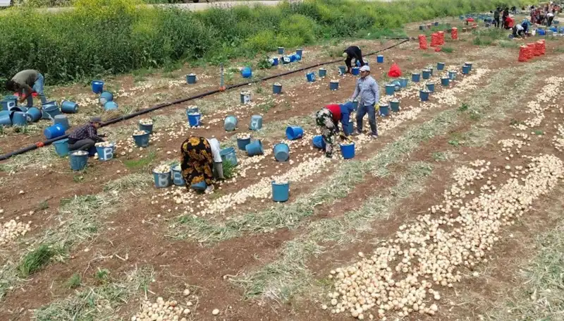 Soğan Hasadı Başladı: Fiyatlarda Ani Düşüş Bekleniyor!