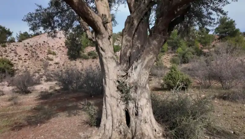 800 Yıllık Zeytin Ağacı: Doğanın Şahitliği ve Güzelliği